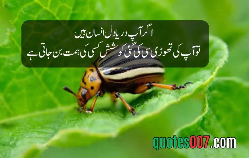 2 Line Quotes in Urdu and English